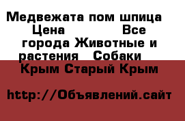 Медвежата пом шпица › Цена ­ 40 000 - Все города Животные и растения » Собаки   . Крым,Старый Крым